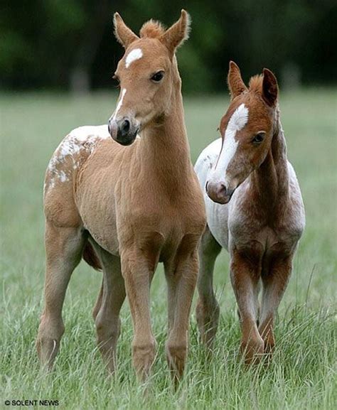 Image Result For Cute Horse Foal Baby Horses Cute Horses Appaloosa