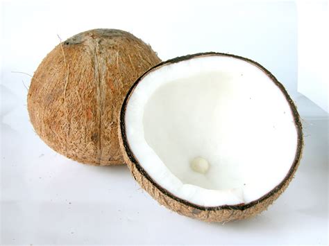 Coconut Free Photo Download Freeimages