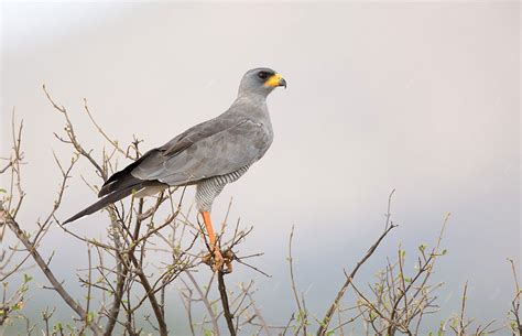Birding Namibia Birds Of Namibia