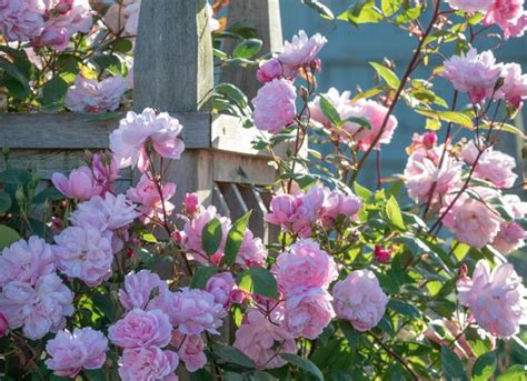 The 8 Best Climbing Roses For Your Garden Trellis Arbor