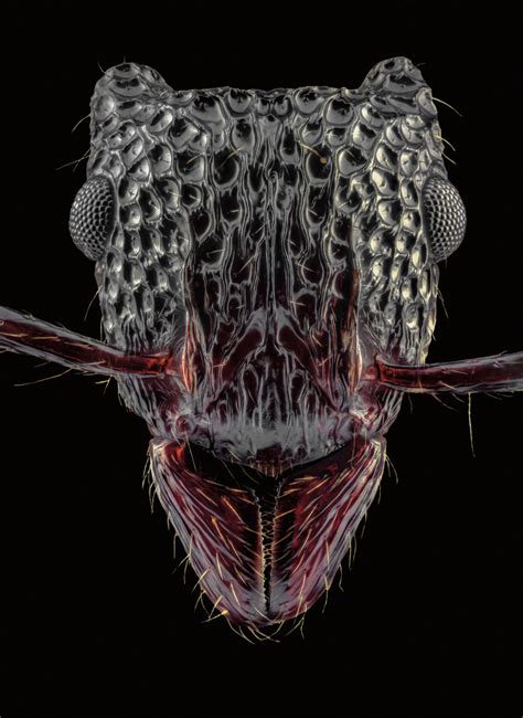 Ant Portraits Reveal How Diverse And Beautiful These Insects Are Artofit
