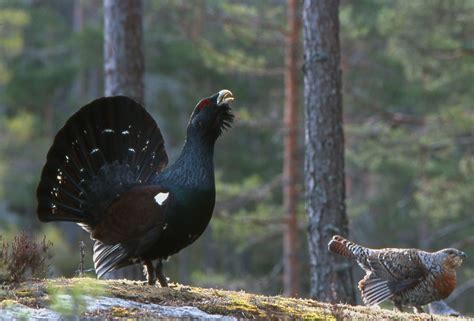 A violent and stormy warrior, she is a royal on the destiny conflict. Tiurskogen: Vinterspill hos tiur