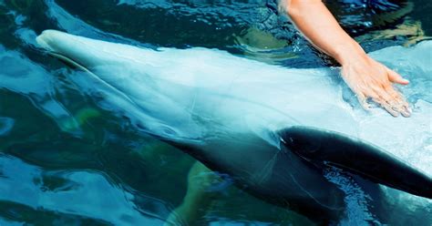 Sex Act To ‘de Stress Aquarium Dolphins Is Abuse