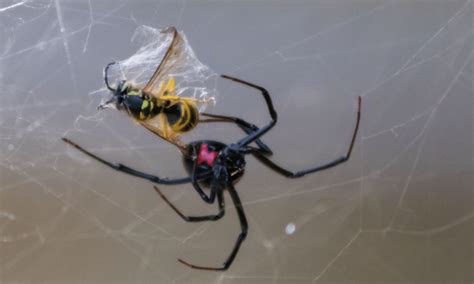 Do Spiders Eat Wasps Pests Banned