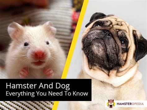 Dog And Hamster Everything You Need To Know Hamsteropedia