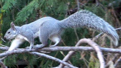 California Gray Squirrel In Yosemite Valley Youtube