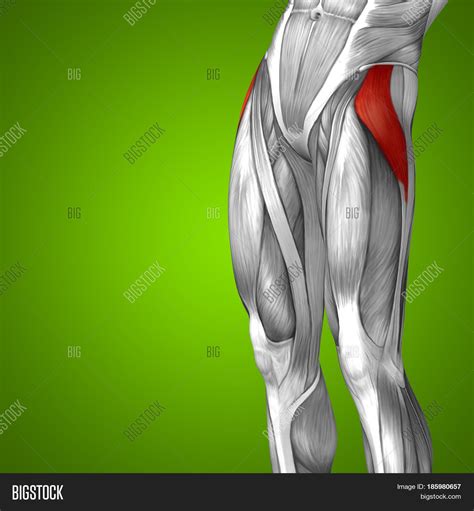 Diagram Of Upper Leg Muscles And Tendons Conceptual 3d Human Upper