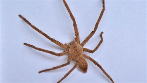 If You Find One Brown Recluse Are There More Yes But