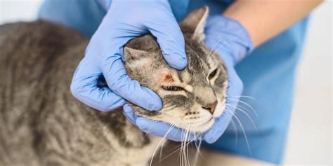 How To Diagnose And Treat Ringworm In Cats The Cat Space