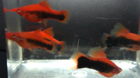 red tuxedo swordtails youtube