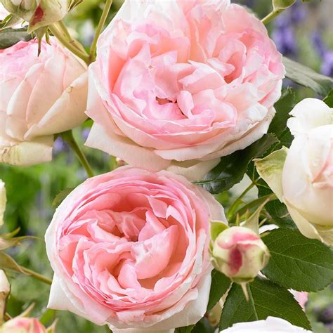 Rose Eden Climber® White Flower Farm
