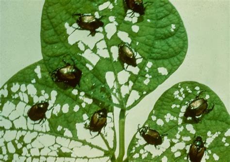Japanese Beetle Nc State Extension Publications