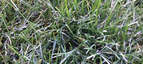 Maybe you would like to learn more about one of these? Powdery Mildew On Turf Grass Archives - Garden Answers