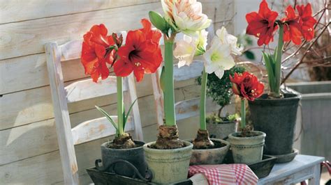 Maybe you would like to learn more about one of these? Amaryllis: Der Pflege-Fahrplan fürs ganze Jahr - Mein ...