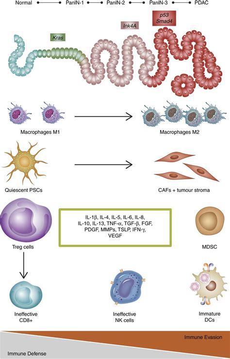 Continued but high levels of cea do not always mean you have cancer. Stromal biology and therapy in pancreatic cancer: a ...