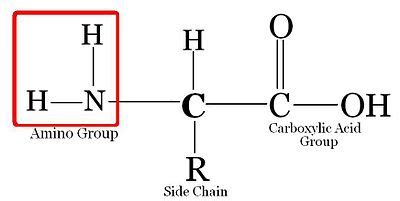 What elements make up proteins? | Socratic