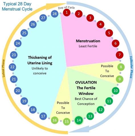 Menstrual Cycle Ovulation Calendar And Phases Get Pregnant Fast