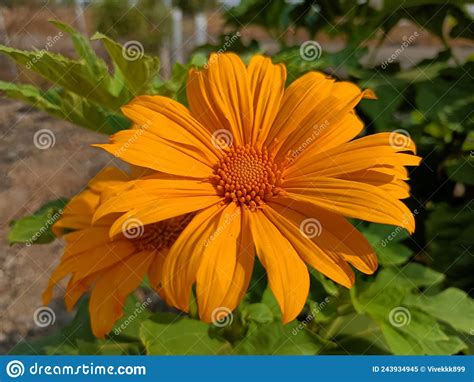 Mexican Sunflower Or Tithonia Diversifolia Yellow Flowers Stock Image