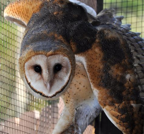 A quick breakdown of pest analysis. Rehabilitate Mammals and Raptors in Georgia - GlobalGiving