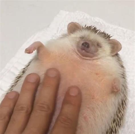 Roly Poly Hedgehog Gets Belly Rub From Its Incredibly Accommodating