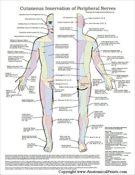 Cutaneous Innervation Of Peripheral Nerves Poster Peripheral Nerve