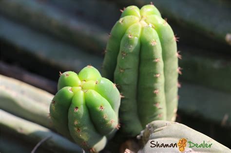 New and used items, cars, real estate, jobs, services, vacation i have many types of rare cacti's for sale. San pedro powder (Echinopsis pachanoi) and dried peruvian ...