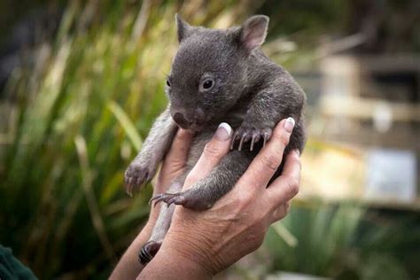 Baby Wombat Awesome Animals Pinterest