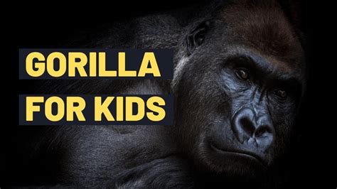 Meet The Gorilla Fun Facts And Learn About Gorillas For Kids How