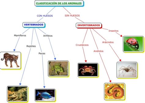 Mapa Conceptual Con Características De Los Animales Para Descargar