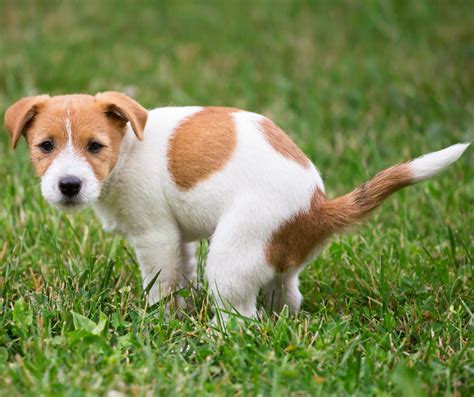 Treat Diarrhea In Dogs Feel The Animal