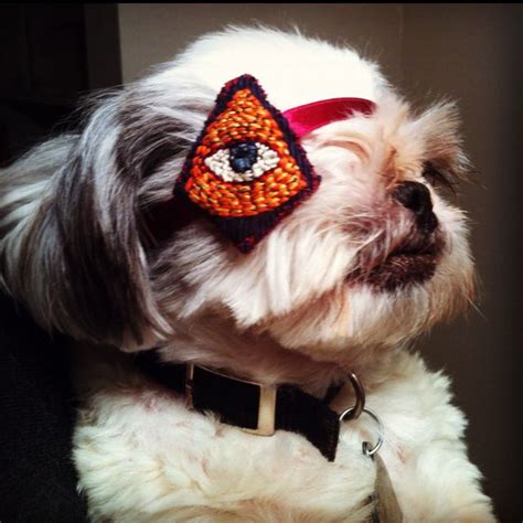 A Dog Eye Patch For My One Eyed Shih Tzu Embroidered By My Friend Jeff