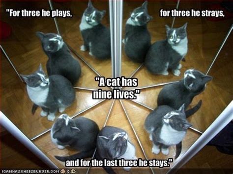 Cats As Explained In Memes Why Cats Are Liquid And Have Nine Lives