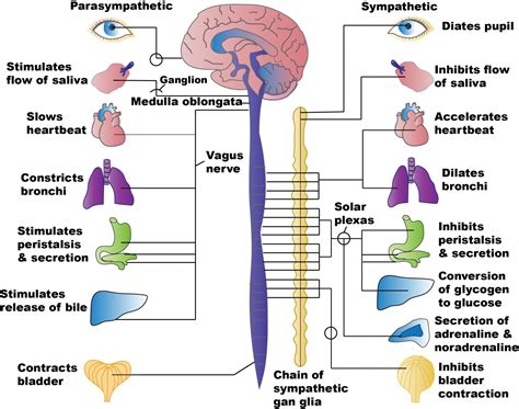 42 Autonomic Nervous System Basics Nursing Pharmacology