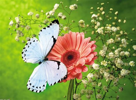 47 contoh kolase kupu kupu dari kertas gratis terbaru. Gambar Kupu Kupu Yang Cantik dan Indah | Kumpulan Gambar