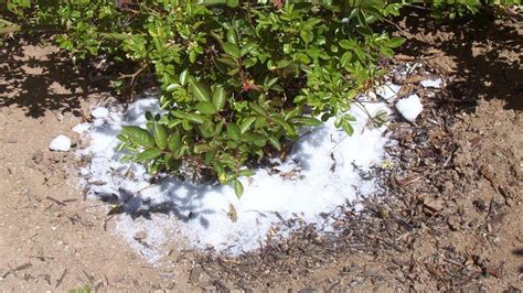 See What Happens When You Add Epsom Salt To Your Plants Plants Hosta