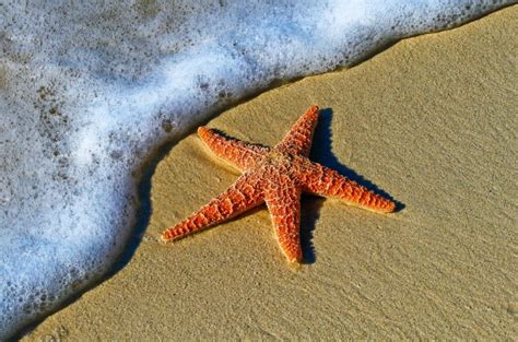 Giant Starfish Found By Woman Along Texas Beach Nature World News