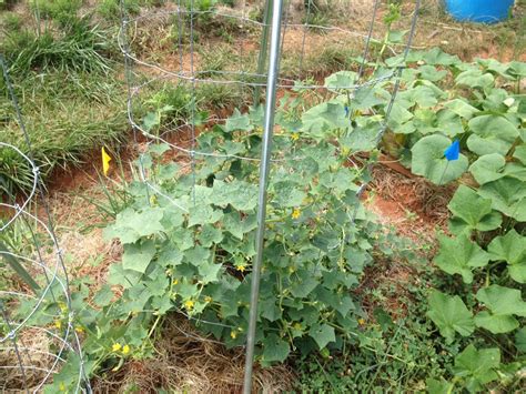 Growing cucumbers vertically on a trellis helps improve air flow and limit the spread of foliar diseases, such as powdery mildew, that can cause the loss of leaves. Trellising Cucumbers in the Garden | KW Homestead