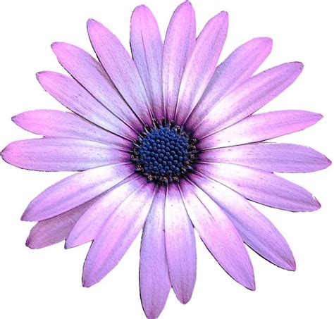 Maybe you would like to learn more about one of these? Light purple flower clipart 20 free Cliparts | Download ...