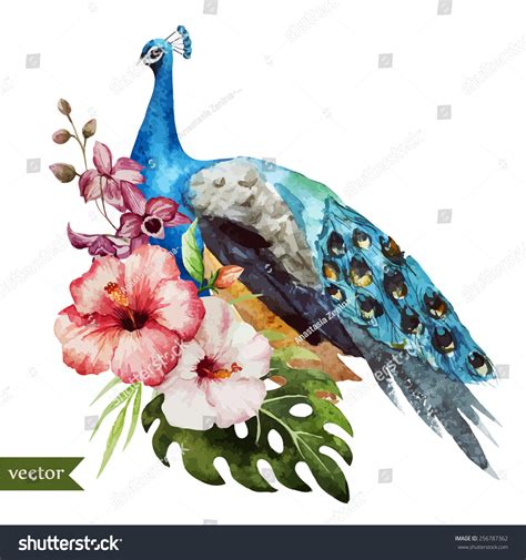 watercolor peacock flowers element stock vector illustration 256787362 shutterstock