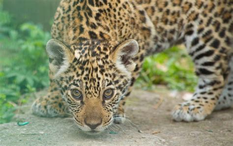 Jaguar Cub Ventures Outside For First Time Discover Animals