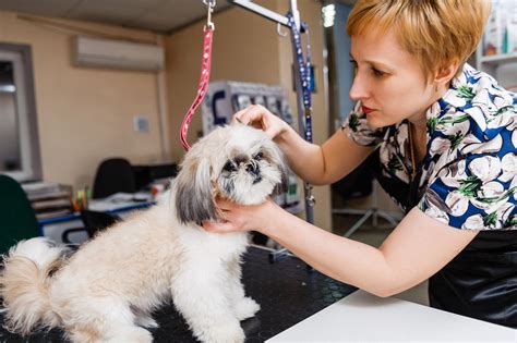 Dog Grooming In Kouts Indiana at Pearl Shupe blog
