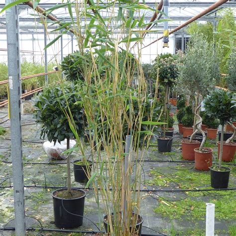 Buy Bamboo Plants For Shaded Areas Bamboo Fargesia Blue Dragon 5
