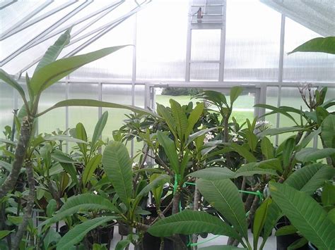 Does that mean they will not root while they are dormant? My Greenhouse Journal | Plumeria Care