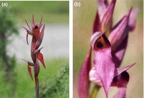 Dissecting The Secrets Of Sexual Attraction In Orchids Botany One