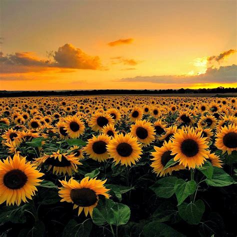 Pngtree offers hd aesthetic background images for free download. Girasoles Wallpaper Tumblr Horizontal