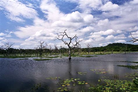 Yala National Park National Park In Sri Lanka Thousand