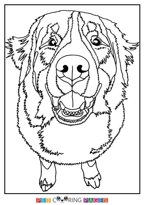Bernese Mountain Dog Coloring Page | Dog coloring page, Coloring pages, Bernese mountain dog
