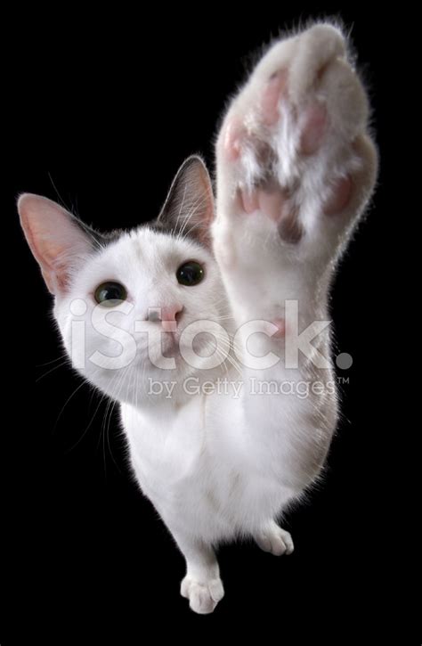Cat Reaching With Paw Stock Photos