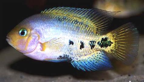 Vieja Synspila Redhead Cichlid — Seriously Fish