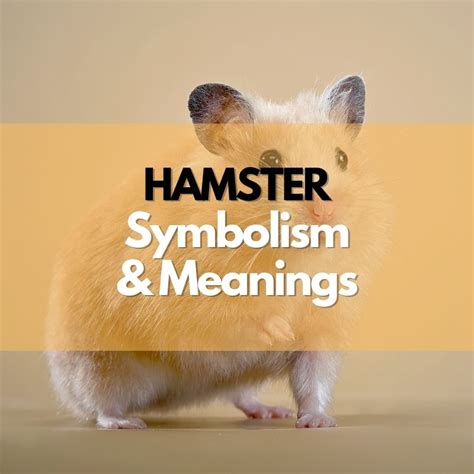 Hamster Symbolism Meanings And History Symbol Genie
